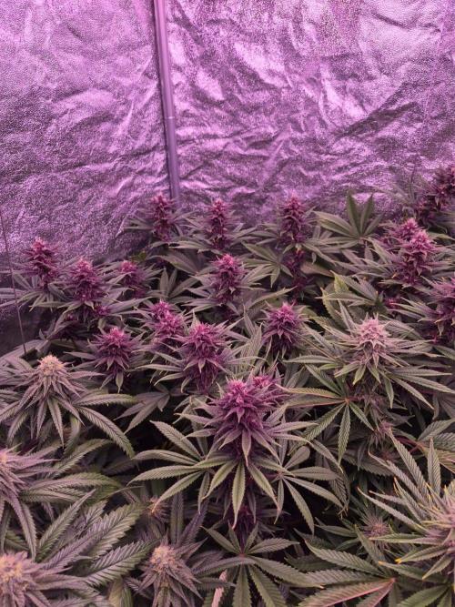 Sour Fruit Tartare F1 - #16. Week 14