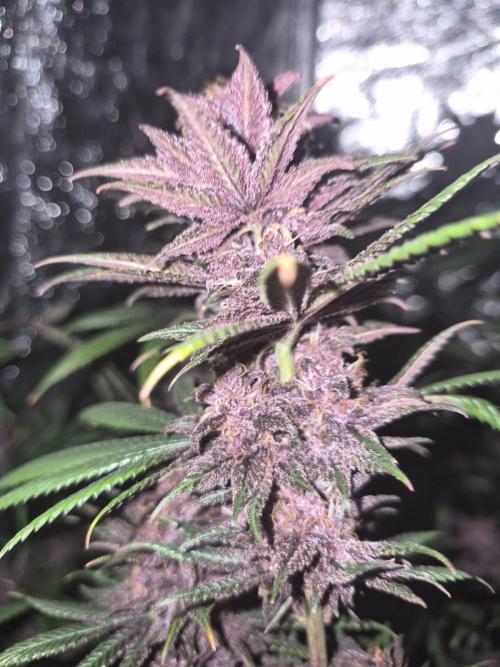 Sour Fruit Tartare F1 - #16. Week 16
