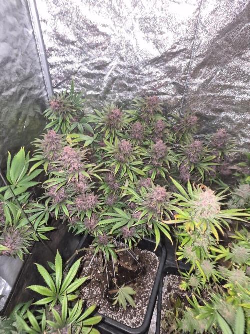 Sour Fruit Tartare F1 - #16. Week 17