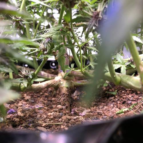 Fast bud LSD-25. Week 9