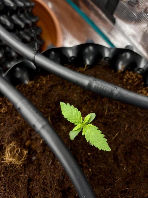 Test1. Week 2 - day 8