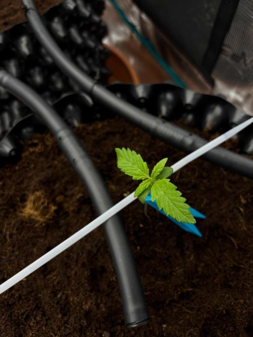 Test1. Week 2 - need a little bit support