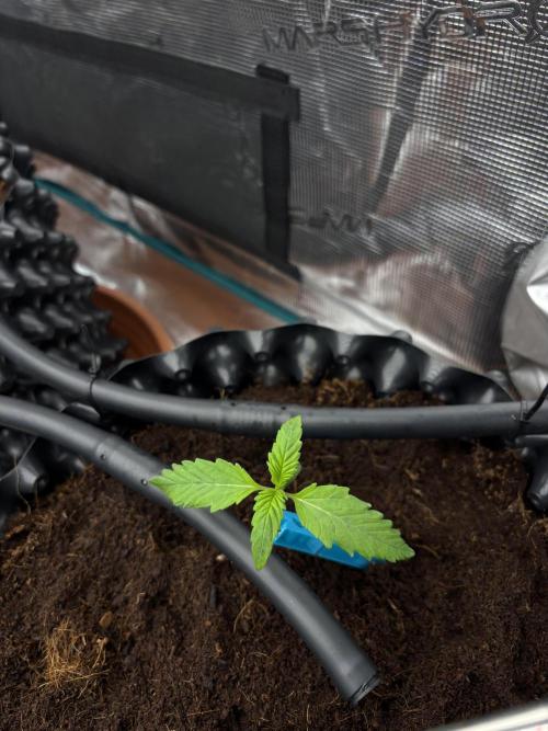 Test1. Week 2 - day 10