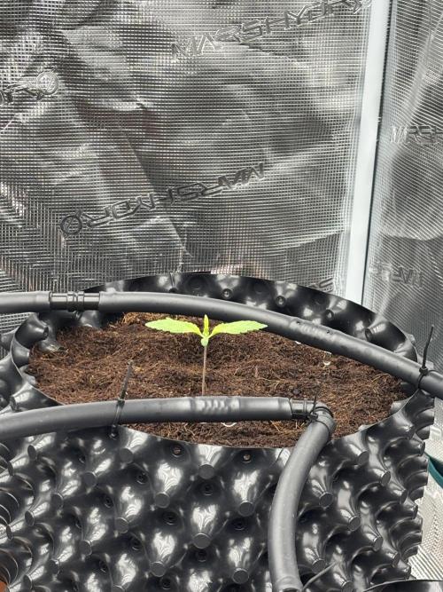 Test1. Week 2 - drip system 🍏