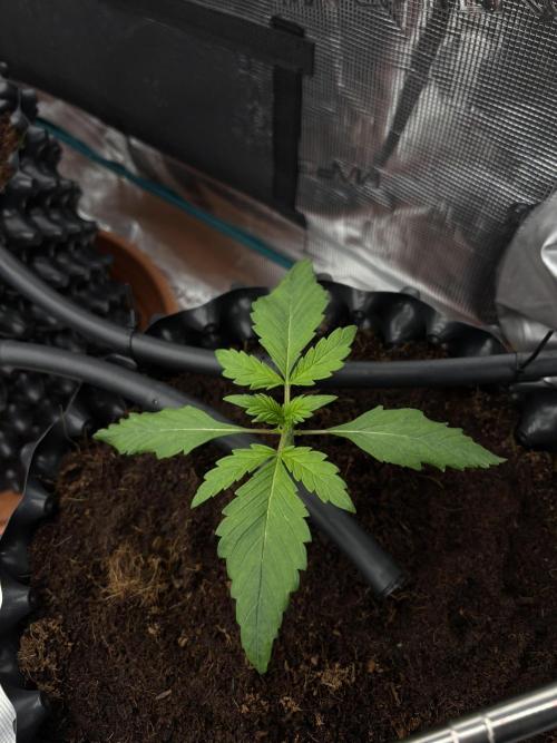 Test1. Week 2 - day 14