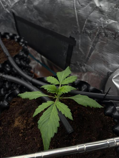 Test1. Week 3 - day15