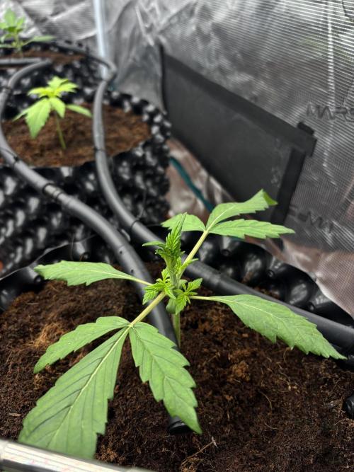 Test1. Week 3 - day17