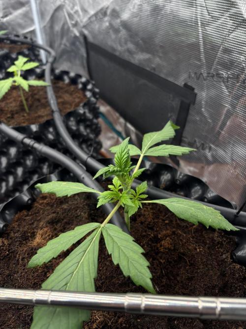 Test1. Week 3 - day 18