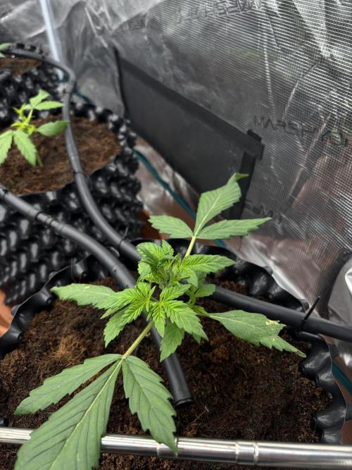 Test1. Week 3 - day 20