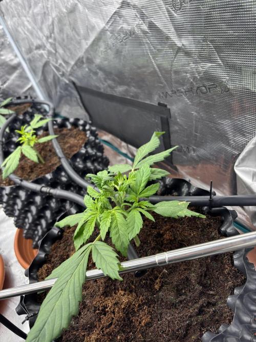 Test1. Week 3 - day 21