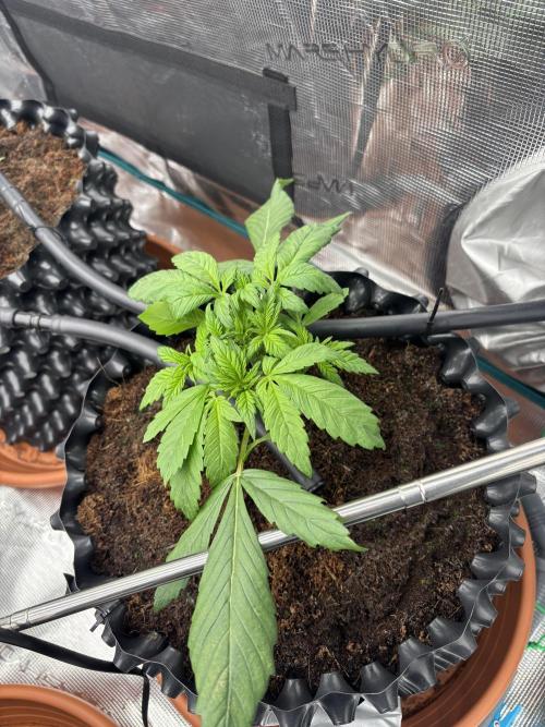 Test1. Week 4 - day 22