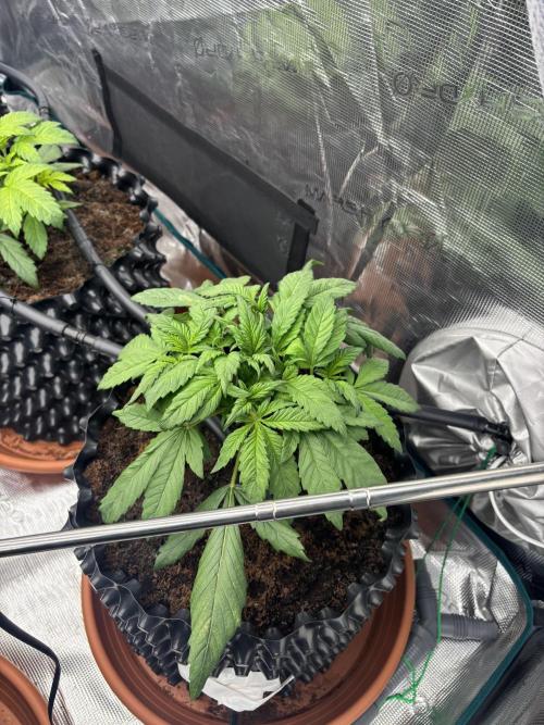 Test1. Week 4 - Day 25