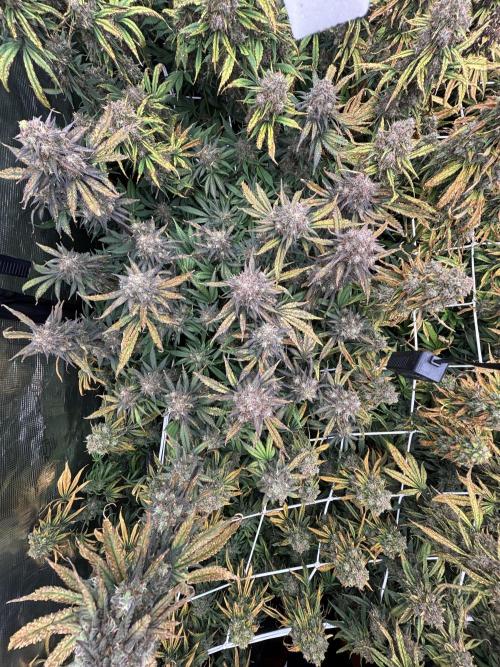 Test1. Week 14