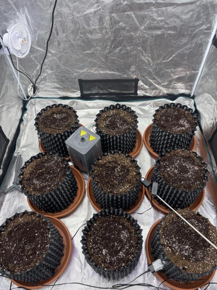 Lemon Cherry Cookies 🍋🍒🍪. Week 0