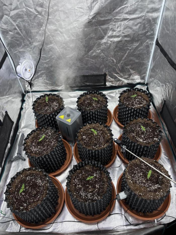 Lemon Cherry Cookies 🍋🍒🍪. Week 2 - day 7