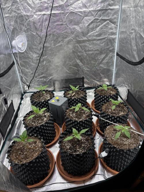 Lemon Cherry Cookies 🍋🍒🍪. Week 3