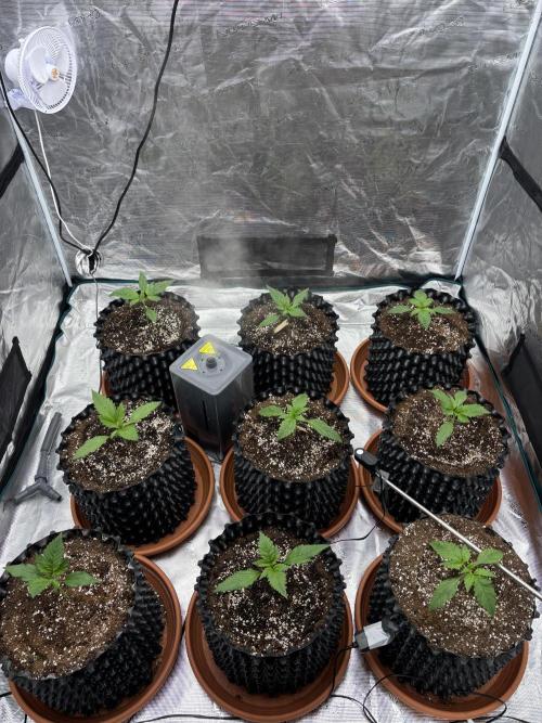 Lemon Cherry Cookies 🍋🍒🍪. Week 3