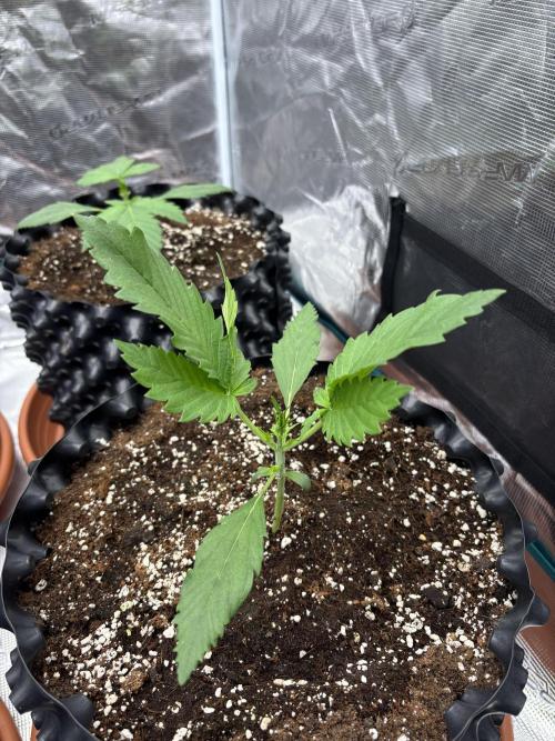 Lemon Cherry Cookies 🍋🍒🍪. Week 3