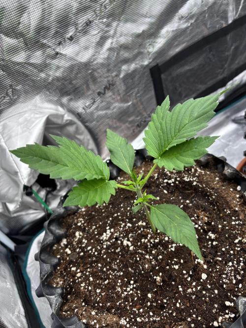 Lemon Cherry Cookies 🍋🍒🍪. Week 3