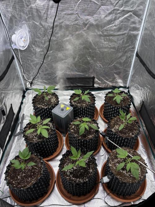 Lemon Cherry Cookies 🍋🍒🍪. Week 3