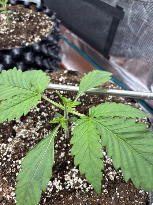 Lemon Cherry Cookies 🍋🍒🍪. Week 3