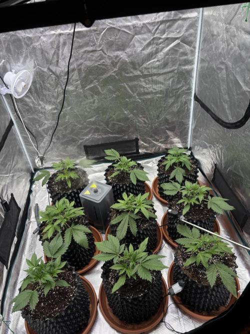 Lemon Cherry Cookies 🍋🍒🍪. Week 4