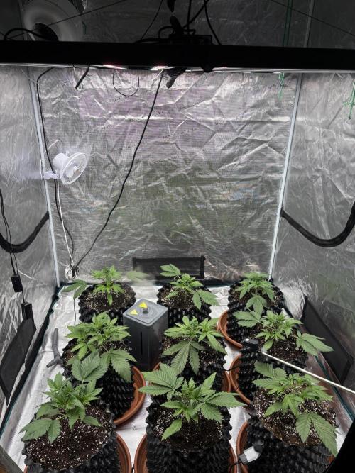 Lemon Cherry Cookies 🍋🍒🍪. Week 4