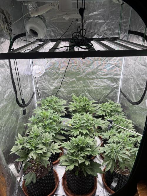 Lemon Cherry Cookies 🍋🍒🍪. Week 5