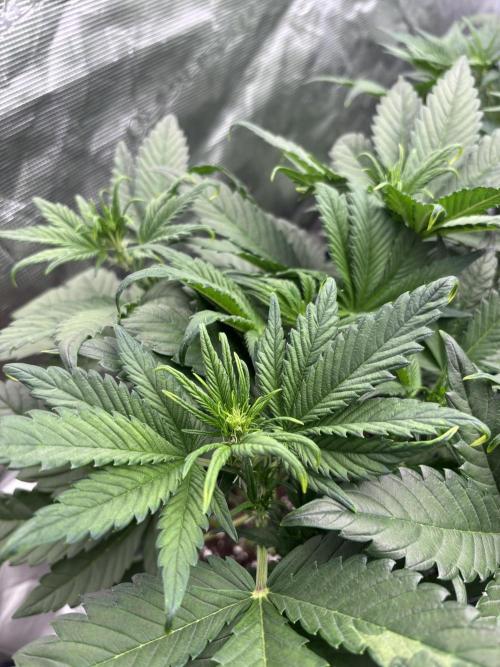 Lemon Cherry Cookies 🍋🍒🍪. Week 5