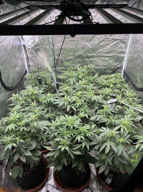 Lemon Cherry Cookies 🍋🍒🍪. Week 6