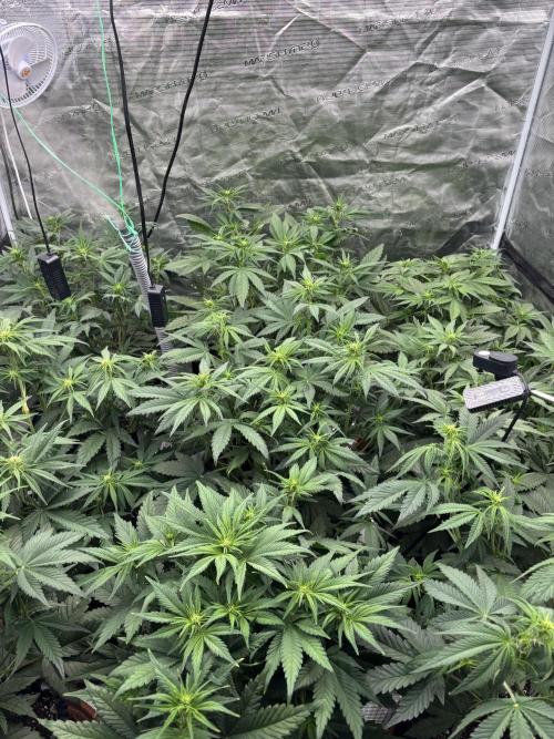 Lemon Cherry Cookies 🍋🍒🍪. Week 6