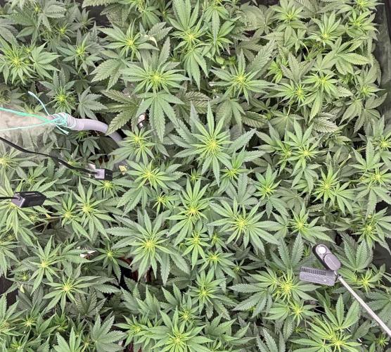 Lemon Cherry Cookies 🍋🍒🍪. Week 6