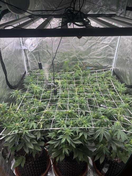 Lemon Cherry Cookies 🍋🍒🍪. Week 6