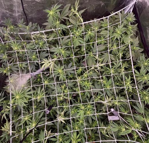 Lemon Cherry Cookies 🍋🍒🍪. Week 6