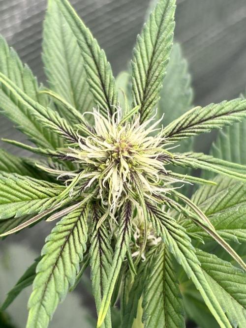 Lemon Cherry Cookies 🍋🍒🍪. Week 6