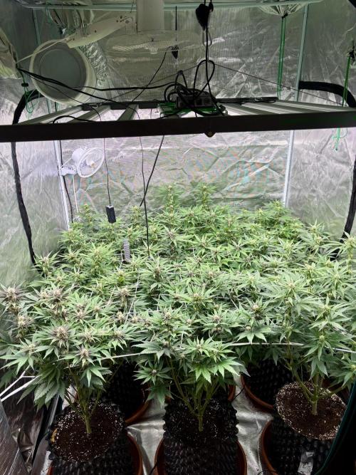 Lemon Cherry Cookies 🍋🍒🍪. Week 7