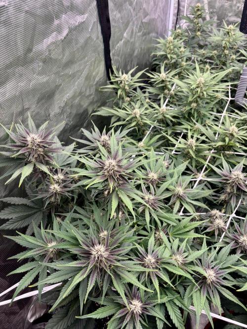 Lemon Cherry Cookies 🍋🍒🍪. Week 7