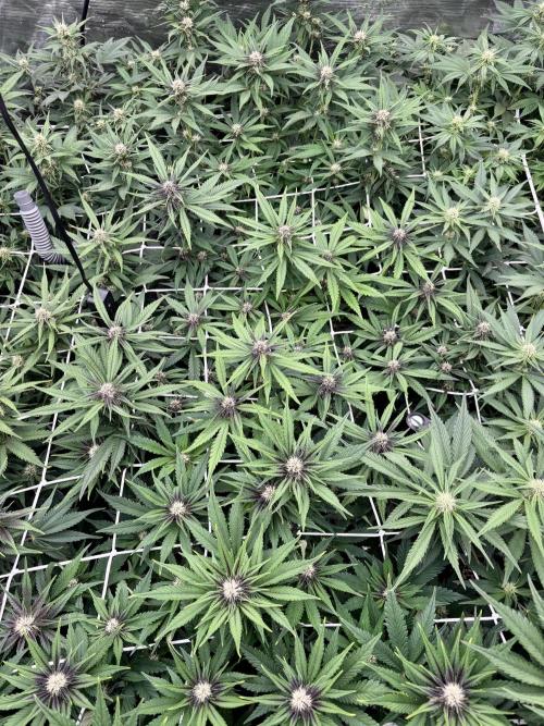 Lemon Cherry Cookies 🍋🍒🍪. Week 7