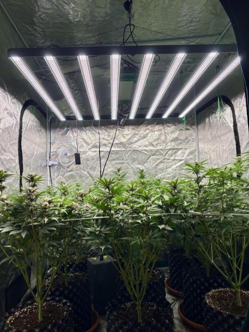 Lemon Cherry Cookies 🍋🍒🍪. Week 7