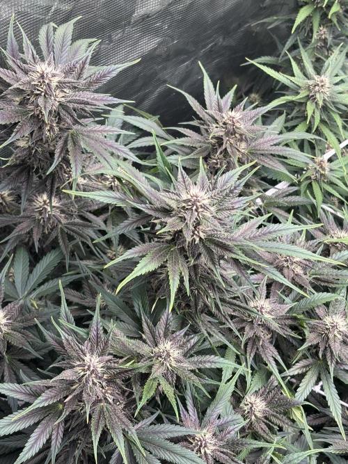 Lemon Cherry Cookies 🍋🍒🍪. Week 8