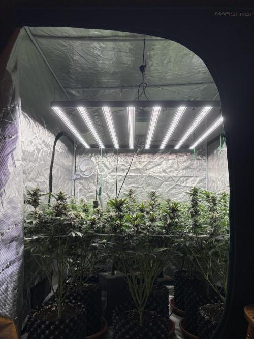 Lemon Cherry Cookies 🍋🍒🍪. Week 8