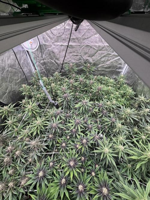 Lemon Cherry Cookies 🍋🍒🍪. Week 8