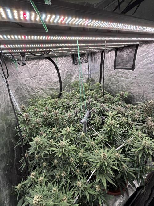 Lemon Cherry Cookies 🍋🍒🍪. Week 8