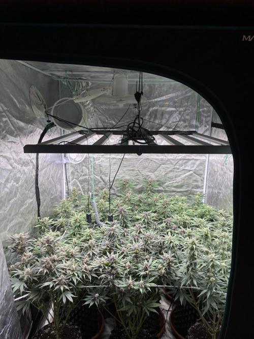 Lemon Cherry Cookies 🍋🍒🍪. Week 8