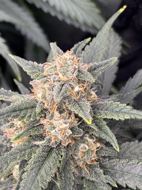 Lemon Cherry Cookies 🍋🍒🍪. Week 9
