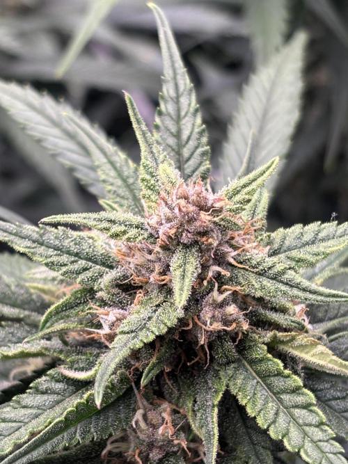 Lemon Cherry Cookies 🍋🍒🍪. Week 9