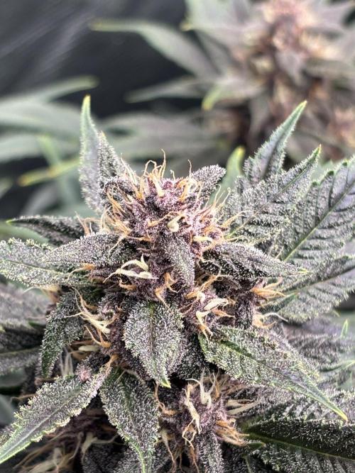 Lemon Cherry Cookies 🍋🍒🍪. Week 9