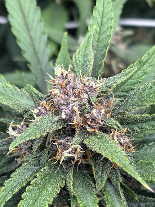 Lemon Cherry Cookies 🍋🍒🍪. Week 9