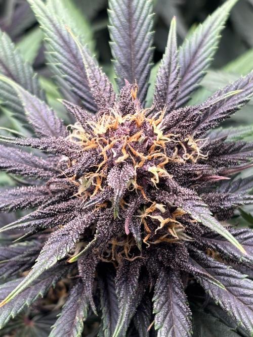 Lemon Cherry Cookies 🍋🍒🍪. Week 9