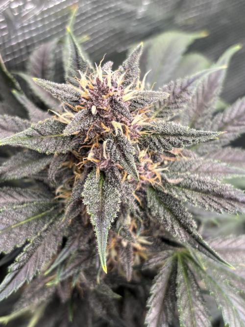 Lemon Cherry Cookies 🍋🍒🍪. Week 9